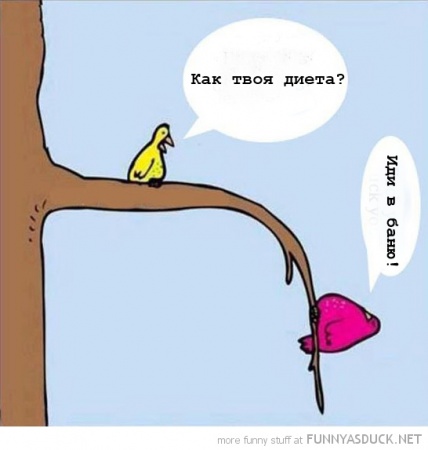 funny-fat-bird-how-diet-going-bent-tree-branch-comic-pics copy