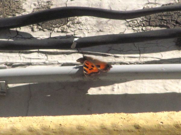Первая бабочка 2012.JPG